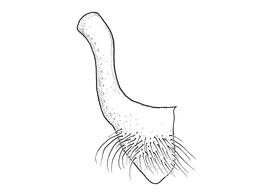   Anthidium palmarum  male, diagram showing ventral view of seventh sternum (S7), diagram from Gonzalez and Griswold 2013 
